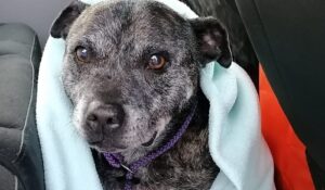 Obese dog rescued by Crewe & Nantwich RSPCA sheds half body weight