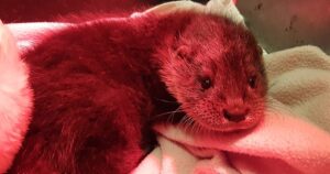 Otter cubs recover at RSPCA Nantwich after being orphaned