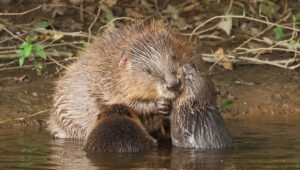Two Cheshire baby beavers named by public vote