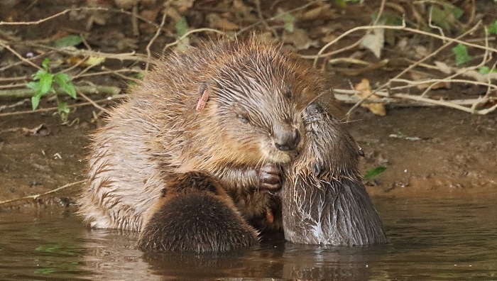 Beaver female with kits 1 (pic by Mike Symes)