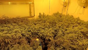 Man charged after cannabis farm found at house in Crewe