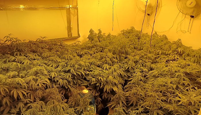 cannabis farm found in Crewe house