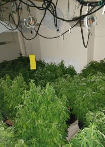 cannabis plants found in property on Ruskin Road in Crewe