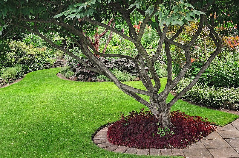 Landscape with tree and plants in Snidaregården garden in Vibble Gotland Sweden - https://commons.wikimedia.org/wiki/File:Tree_in_garden_landscape_in_Snidareg{6d6906d986cb38e604952ede6d65f3d49470e23f1a526661621333fa74363c48}C3{6d6906d986cb38e604952ede6d65f3d49470e23f1a526661621333fa74363c48}A5rden_garden_in_Vibble_Gotland_Sweden.jpg