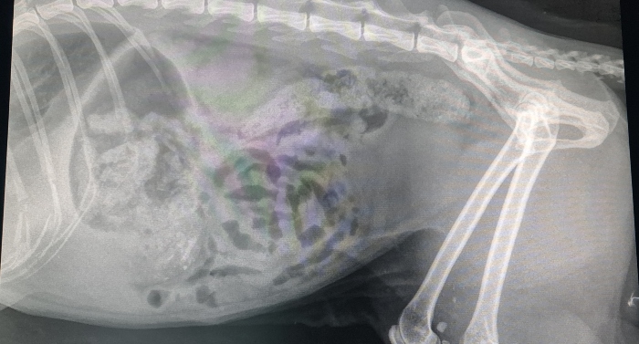 cat shot in lung with airgun