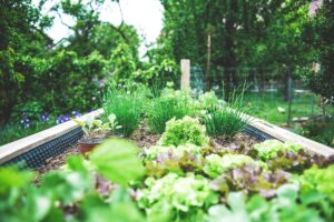 FEATURE: 4 top tips for creating a year-round vegetable garden at home
