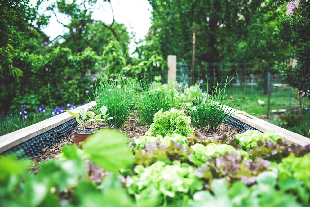 4 top tips for creating a year-round vegetable garden at home