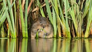 Cheshire Wildlife Trust report highlights HS2 impact on nature