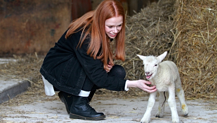 Lauren Jervis from Nantwich meets a lamb (1)