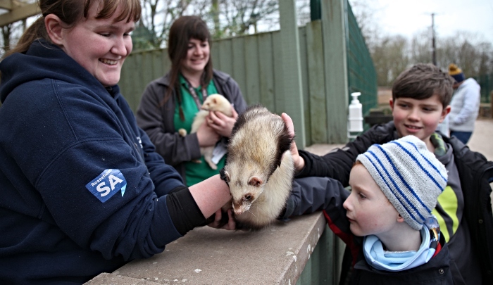 Zoo keepers Kira and Amy show ferrets to Cosmo, 7, from Frodsham and Owen, 10, from Crewe (1)