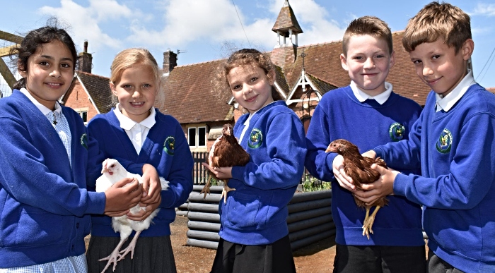 Calvley chickens - eco-friendly school