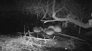 New baby beavers born at Hatchmere Reserve in Cheshire