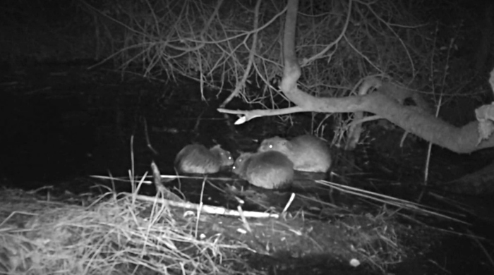 3 new beaver kits - hatchmere reserve