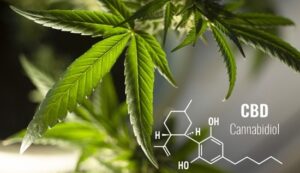 FEATURE: How can you maximise use of CBD? Here are the ways