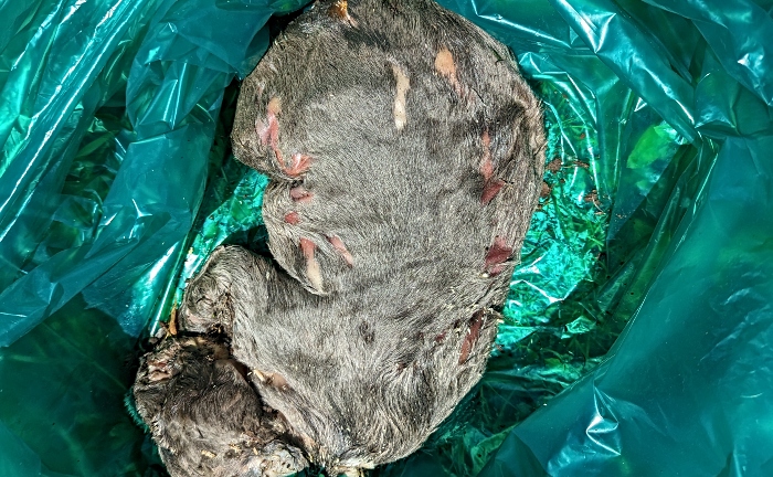 dead puppy found in sheet in Queens Park in Crewe
