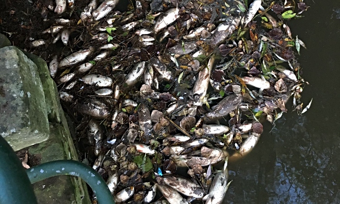 Dead fish following Weaver pollution incident (1)