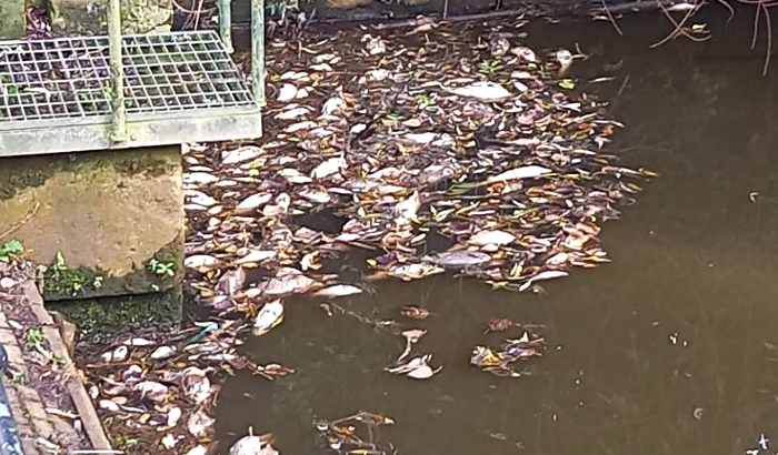 hundreds of fish dead in river weaver from pollution - pic by Kim Jamson