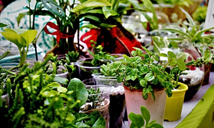 Indoor plants by pixahive under creative commons https___creativecommons.org_public-domain_cc0_