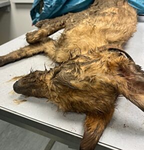 dog abandoned and frozen to death kelsall