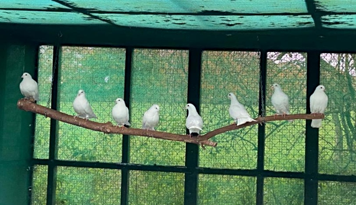 new homes for pigeons