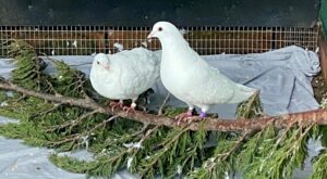 RSPCA Stapeley Grange needs new home for pigeons