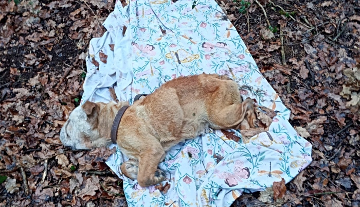 bulldog found dead in woods near nantwich