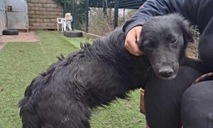 Dog found dumped in bag being cared for at Nantwich rescue shelter