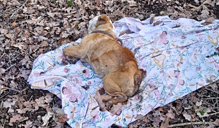 emaciated dog found dead in woods