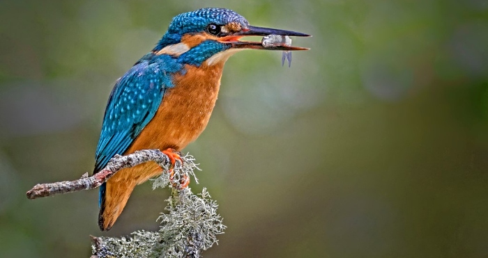 Kingfisher with Lunch - camera club