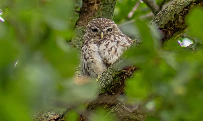 Little Owl - stapeley grange exhibition