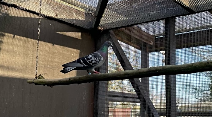 Pigeon in aviary at RSPCA Stapeley