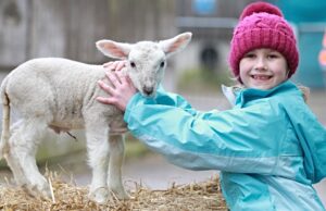 Families flock to Reaseheath College’s lambing weekend