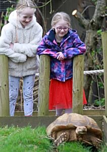 Ellis and Aubrey Evans, Emmy Afrian spurred tortoise (1)
