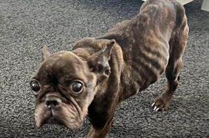 South Cheshire dog owner guilty leaving French bulldog to starve