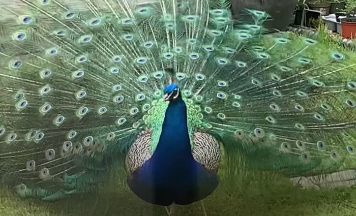 Pete the Peacock roaming in Nantwich