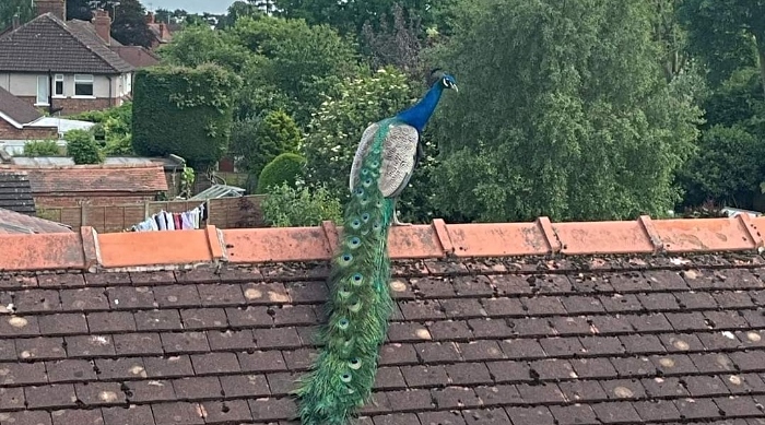 Pete the Peacock on a roof in Nantwich