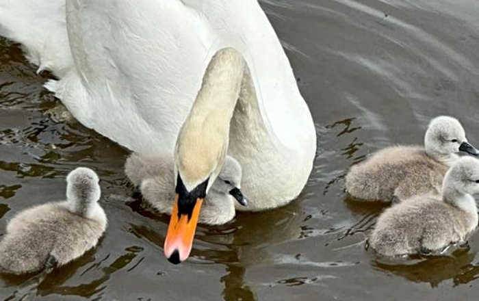 cygnets deaths probed by police