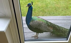 Mystery behind the roaming Peacock of Nantwich!