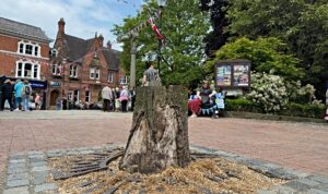 Iconic tree chopped in Nantwich town square due to disease