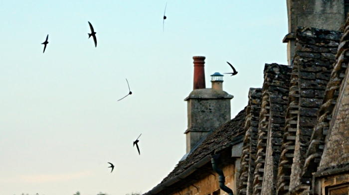 Swifts at dusk (c) Nick Upton (1) (1)