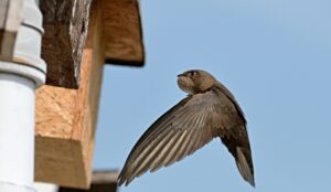 Swift action helps plummeting bird population in Cheshire