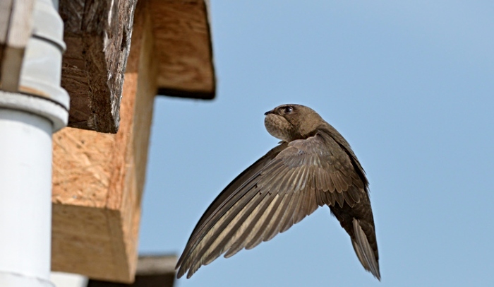 Swifts reduced in numbers in Cheshire