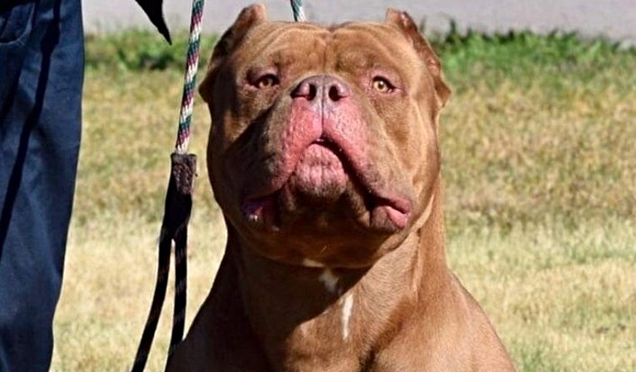 XL American Bully - free to use by Dlexus