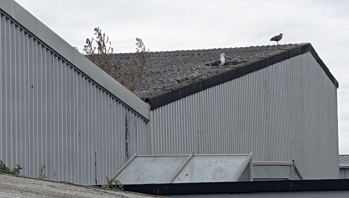 baby gull trapped on roof in Crewe