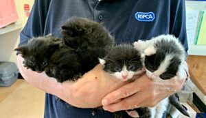 Kittens rescued from shed nursed by RSPCA Stapeley Grange
