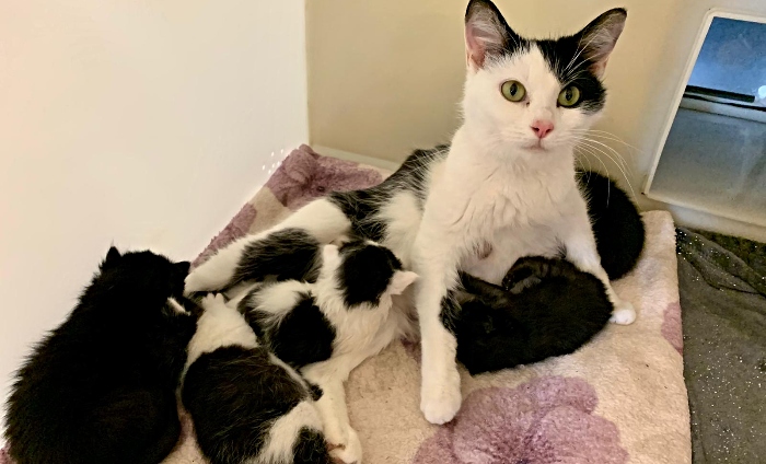 kittens at stapeley grange cattery