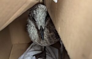 Baby gull found trapped treated at RSPCA Stapeley