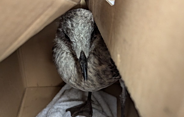 trapped baby gull rescued