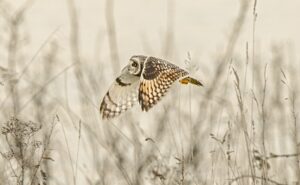 Cheshire Wildlife Trust unveil 2025 calendar competition winners