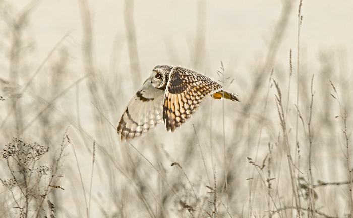 calendar winner - December_winner_Short ~eared Owl Port Sunlight - Peter Tarpey (1)